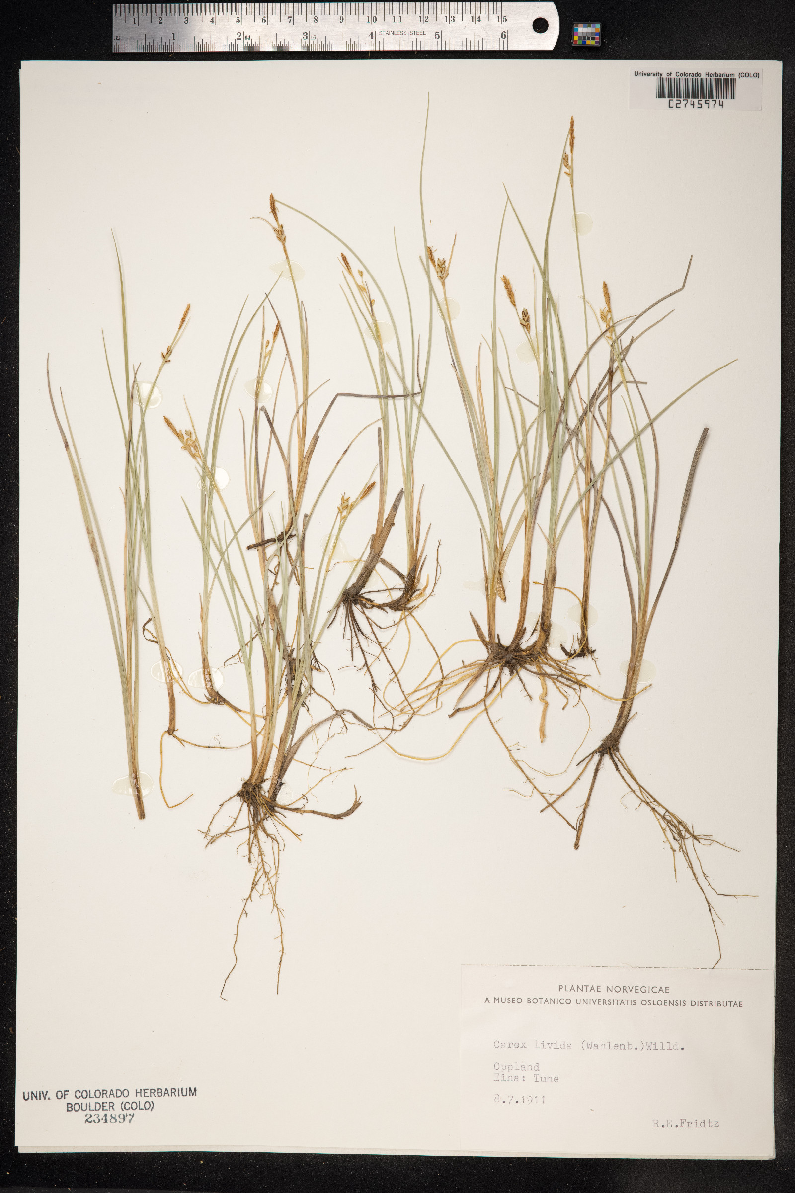 Carex livida image