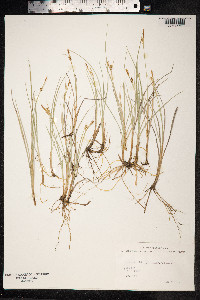 Carex livida image