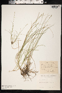 Carex loliacea image