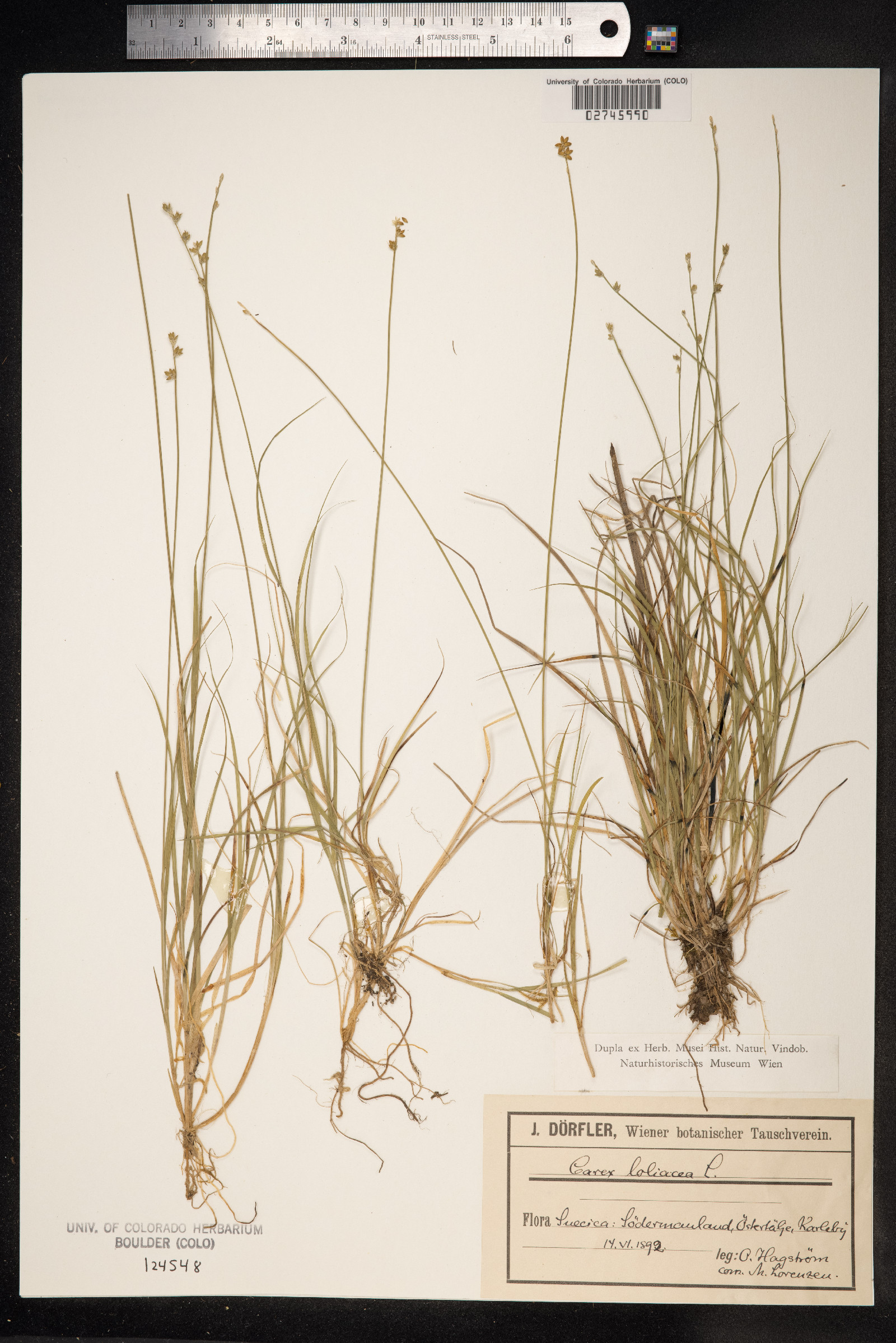 Carex loliacea image