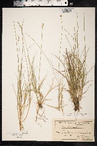 Carex loliacea image