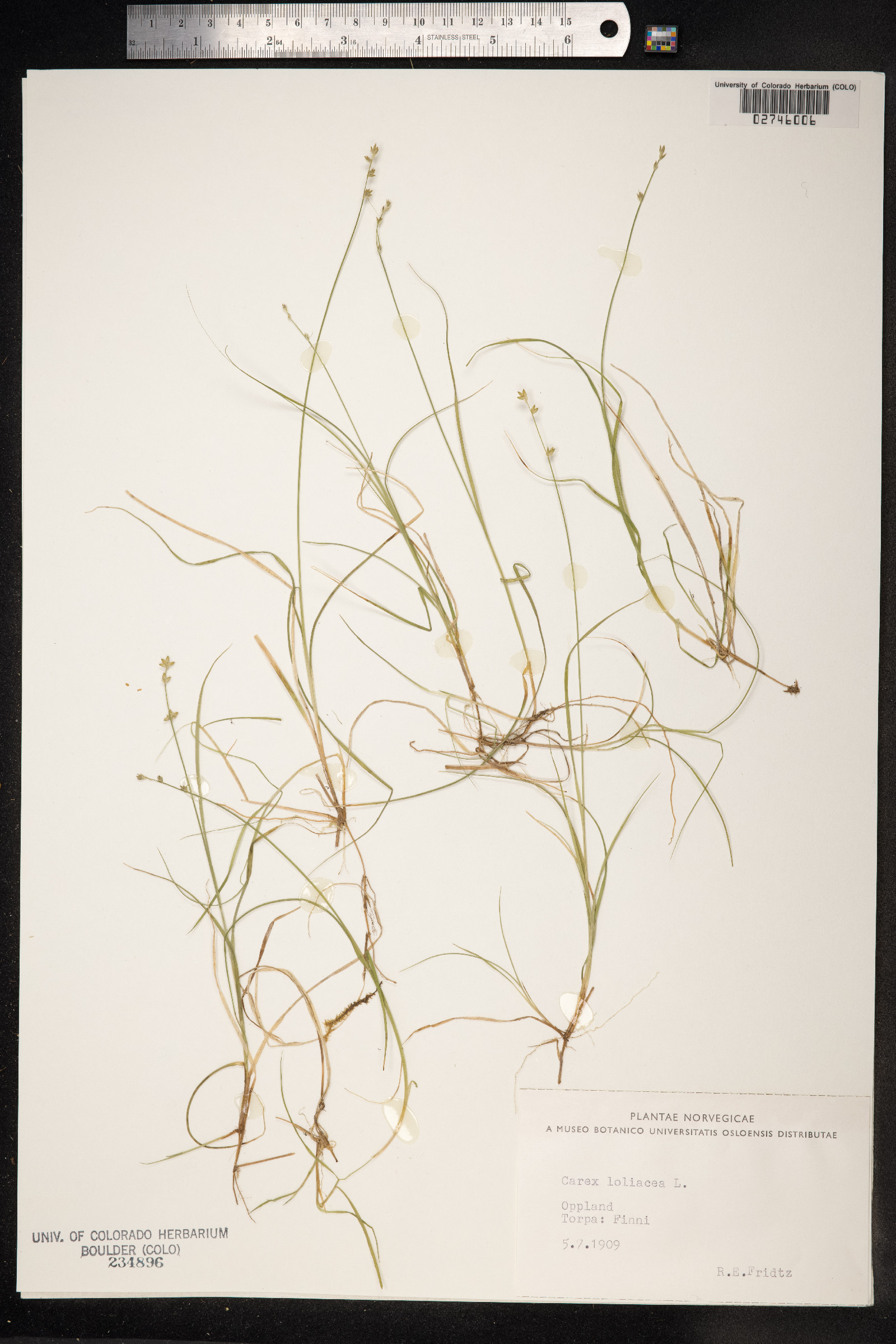 Carex loliacea image