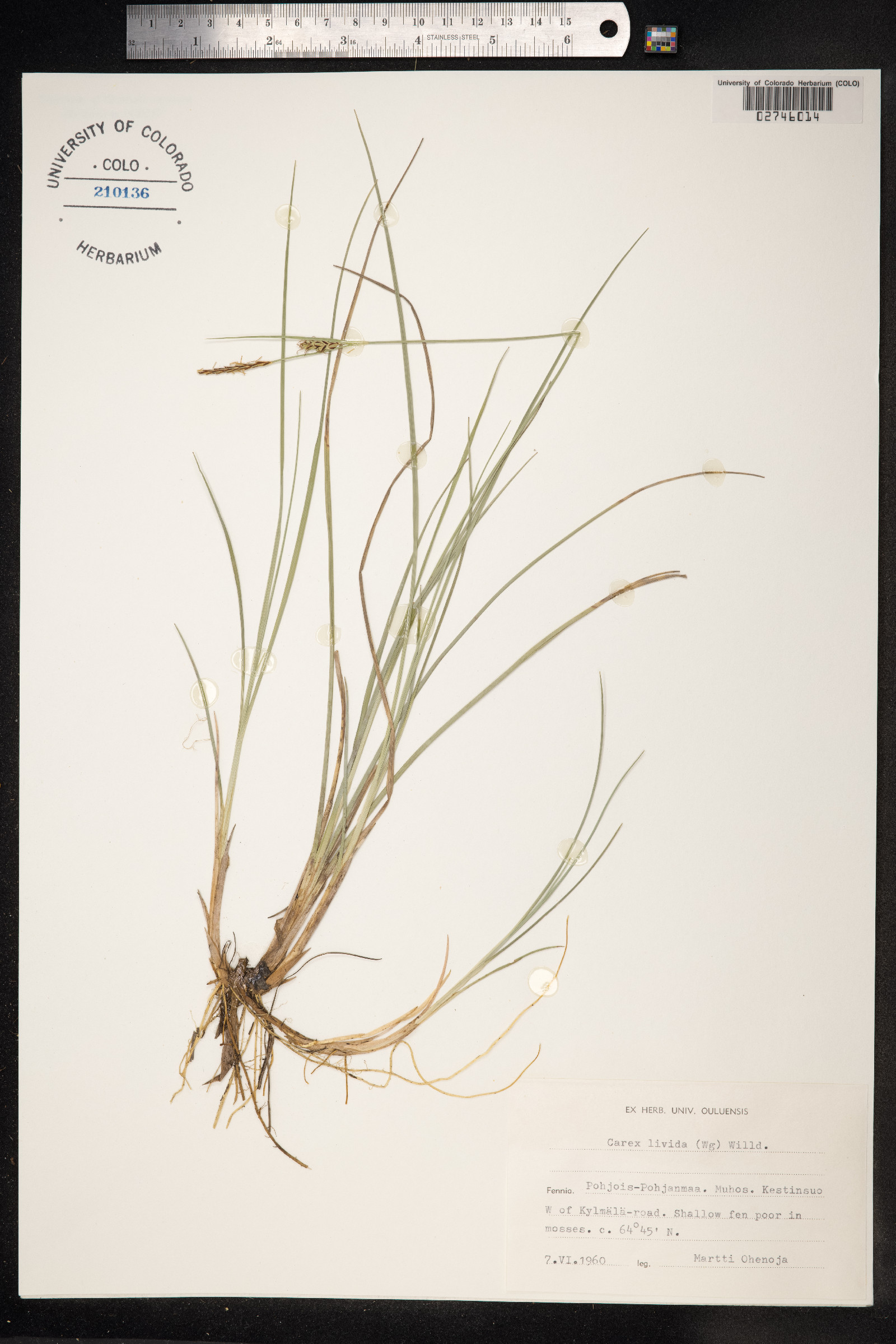 Carex livida image