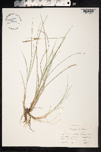 Carex livida image