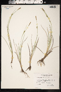 Carex livida image