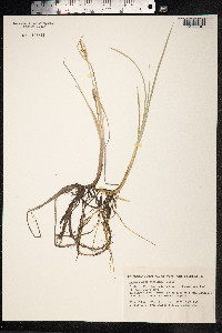 Carex livida image