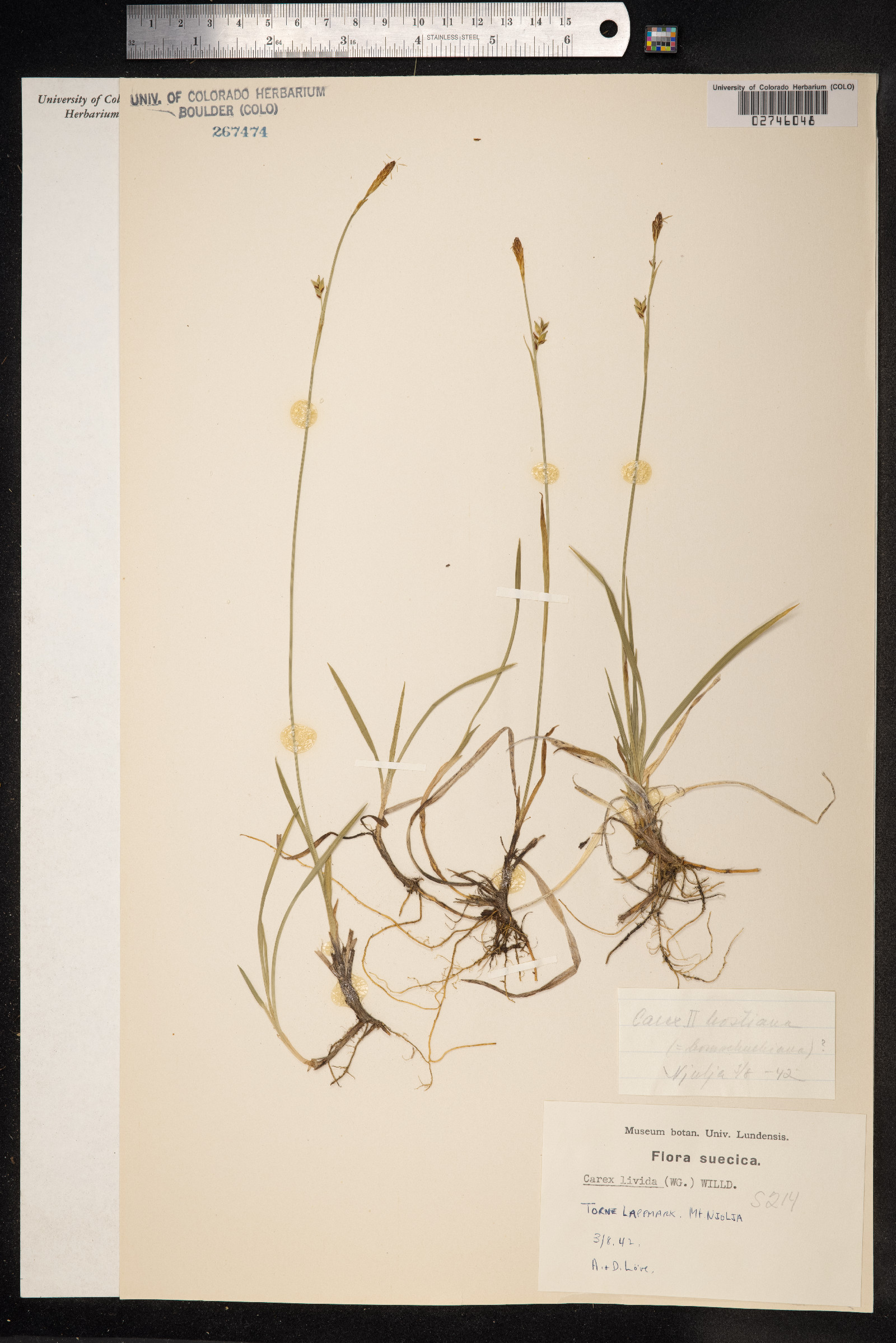 Carex livida image