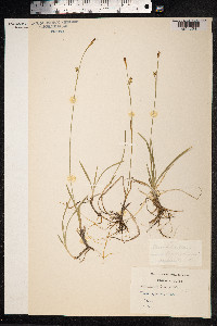 Carex livida image