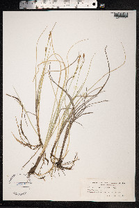 Carex livida image