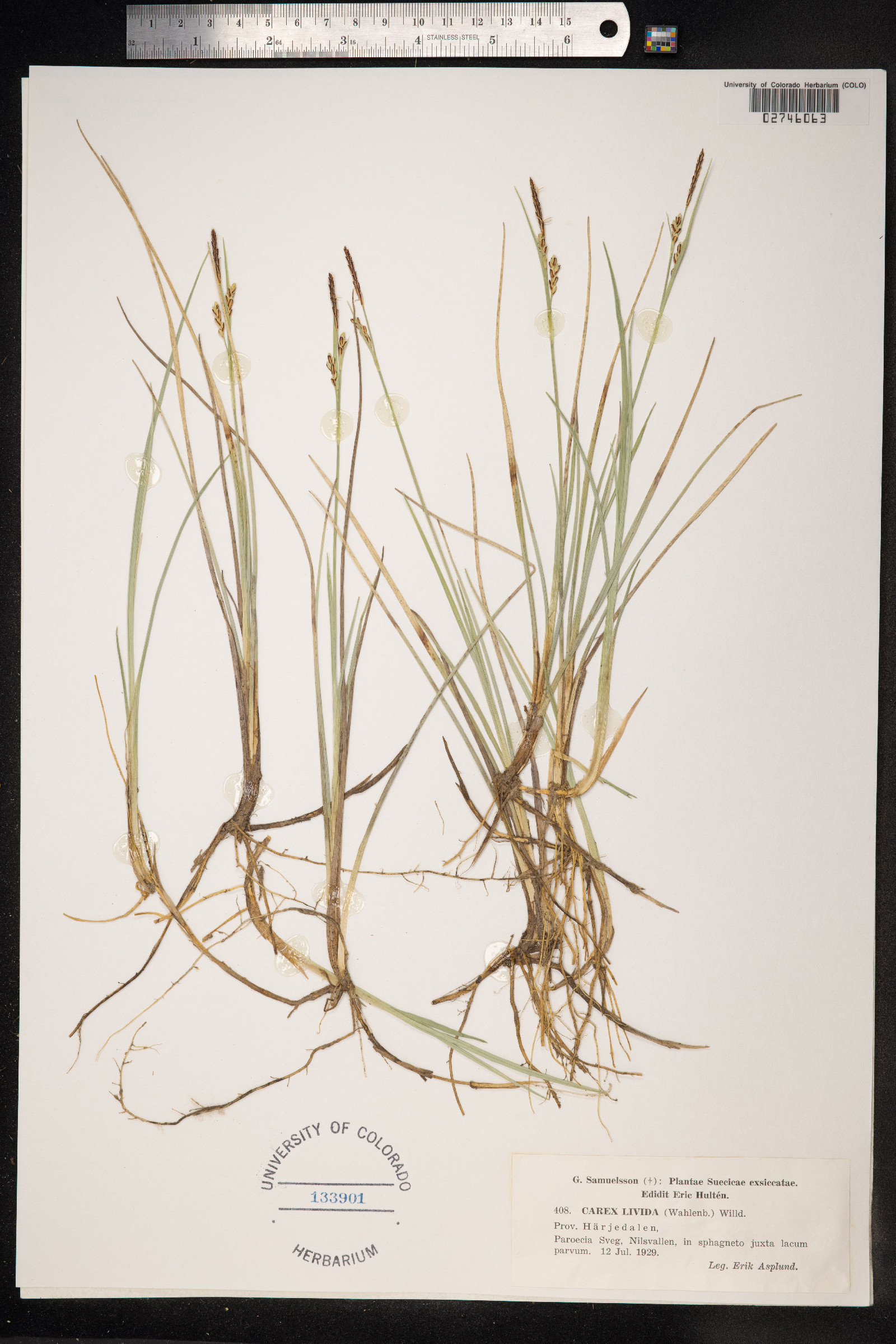 Carex livida image