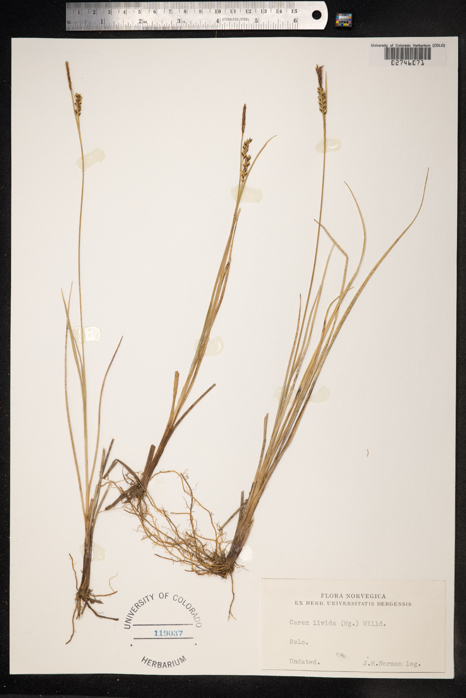 Carex livida image