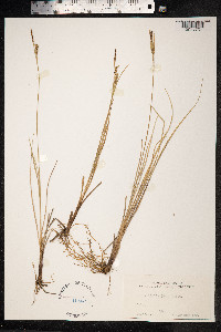 Carex livida image