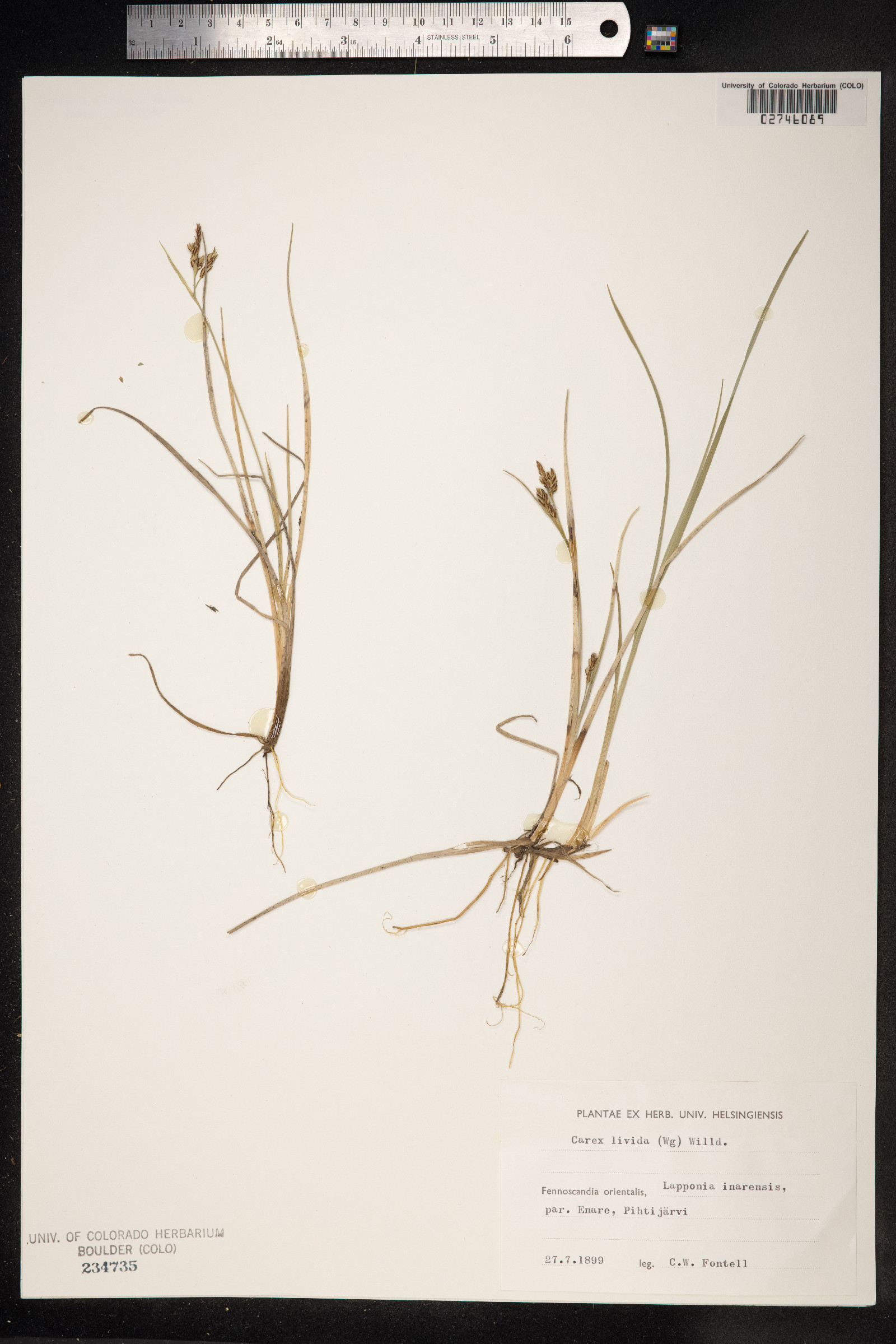 Carex livida image