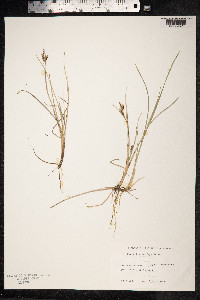 Carex livida image