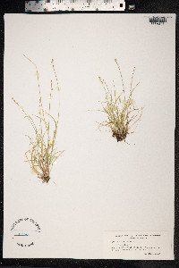 Carex loliacea image