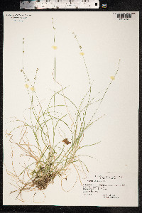 Carex loliacea image