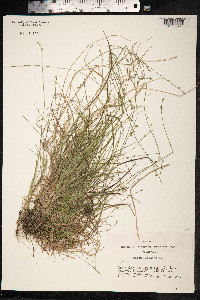 Carex loliacea image