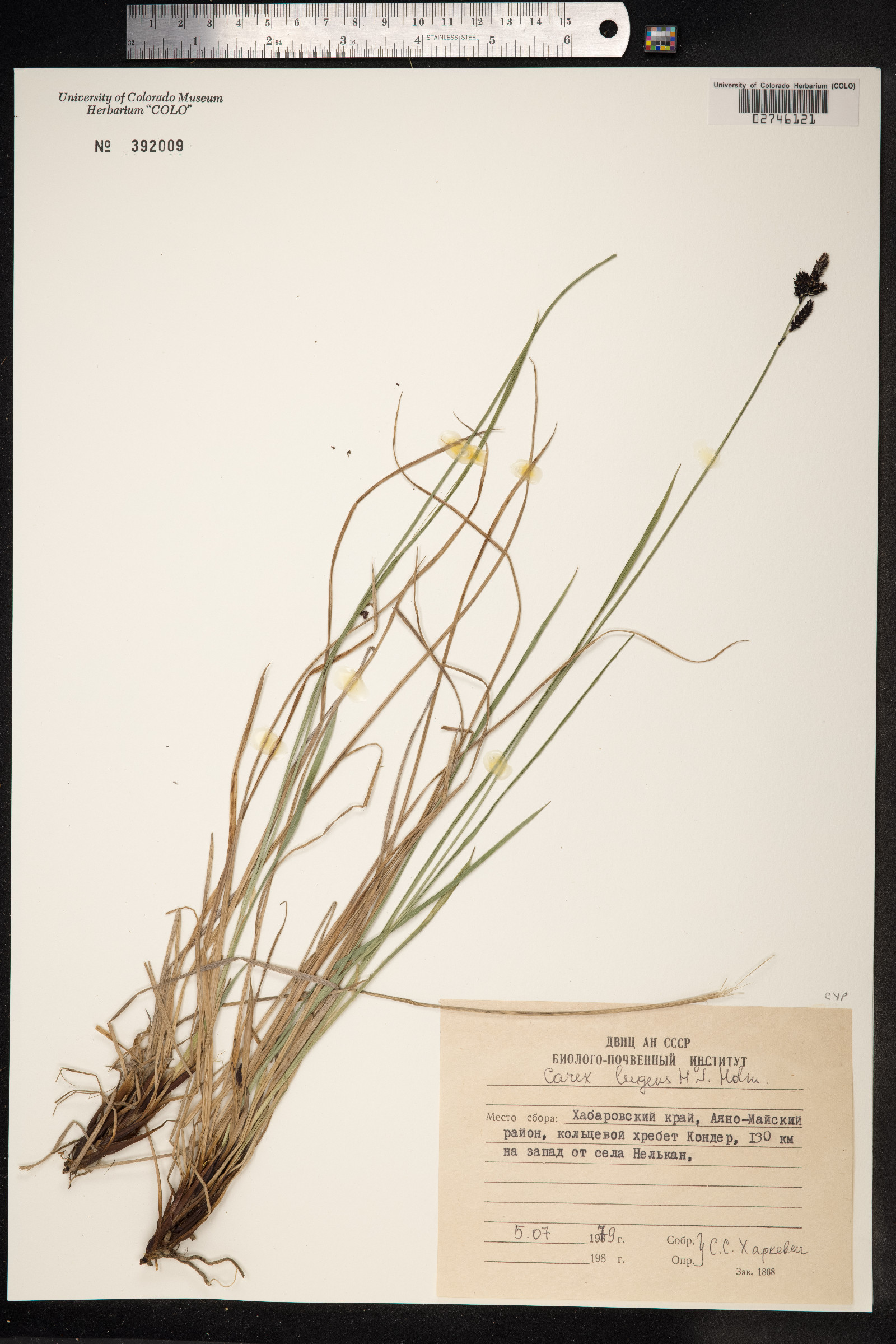 Carex bigelowii ssp. lugens image