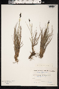 Carex bigelowii ssp. lugens image