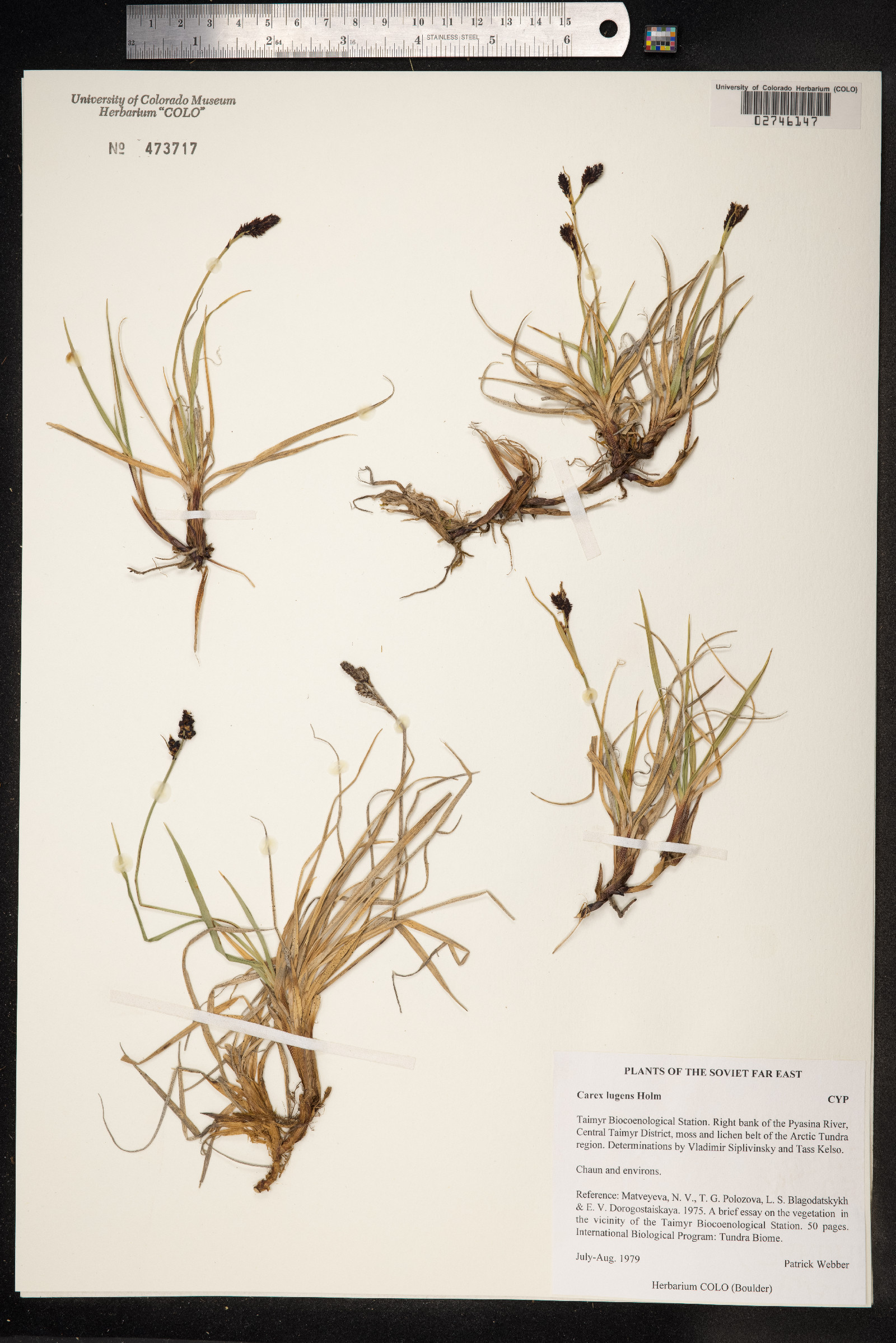 Carex bigelowii image