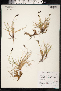 Carex bigelowii ssp. lugens image