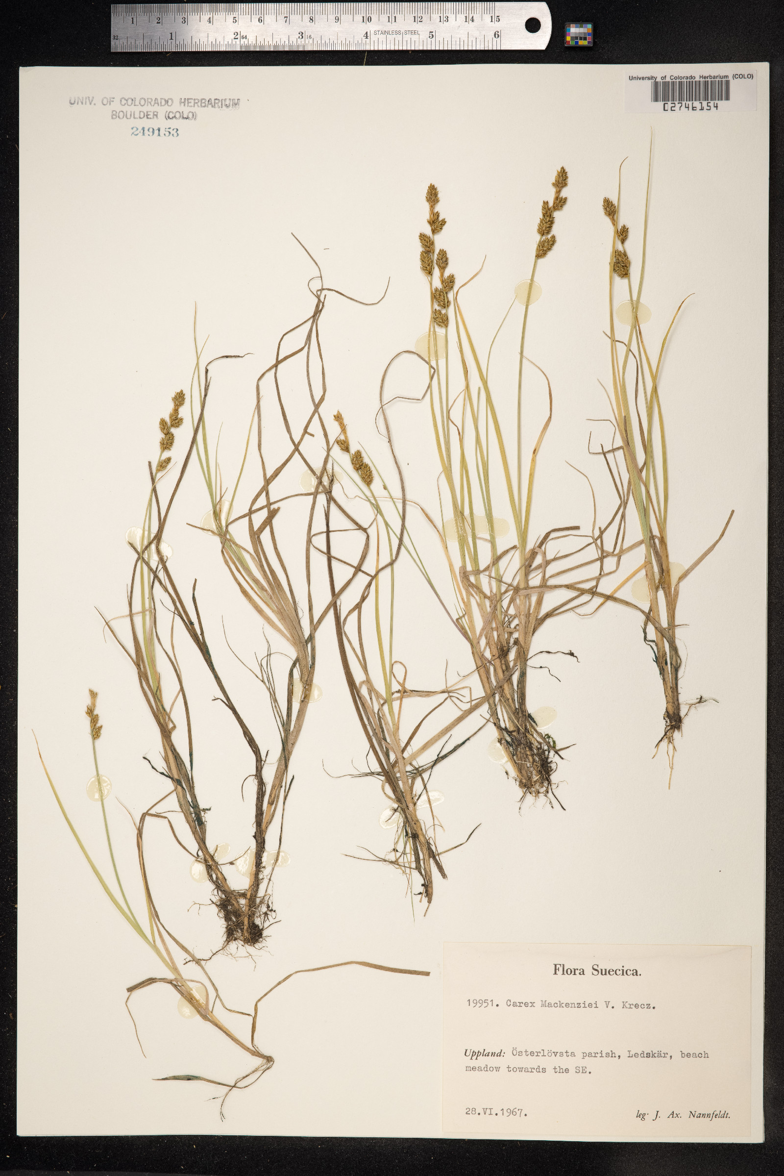Carex mackenziei image