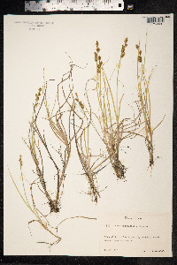 Carex mackenziei image