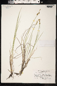 Carex mackenziei image