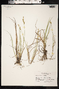 Carex mackenziei image