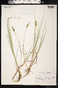 Carex mackenziei image