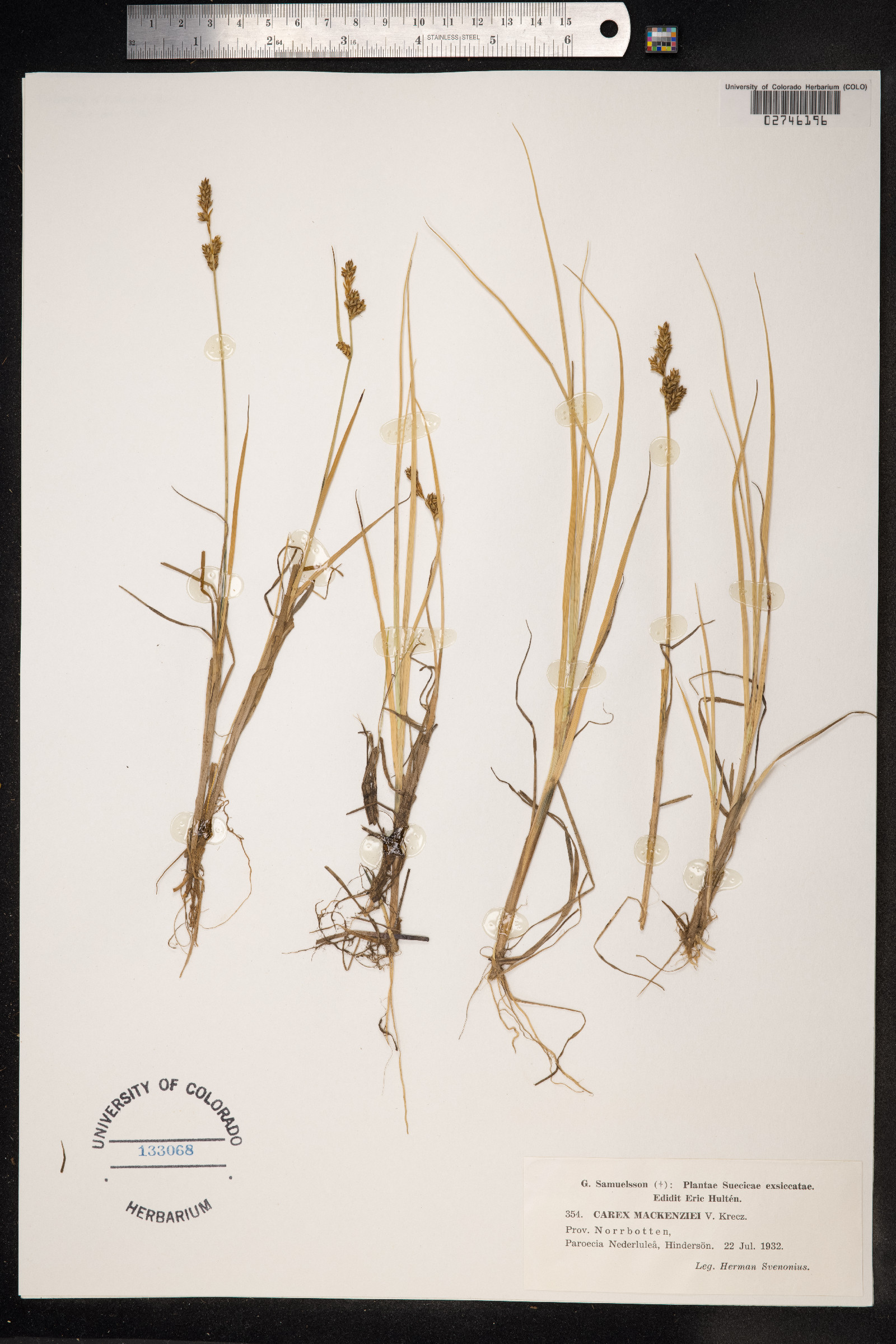 Carex mackenziei image