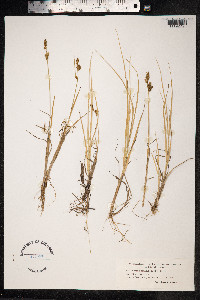 Carex mackenziei image