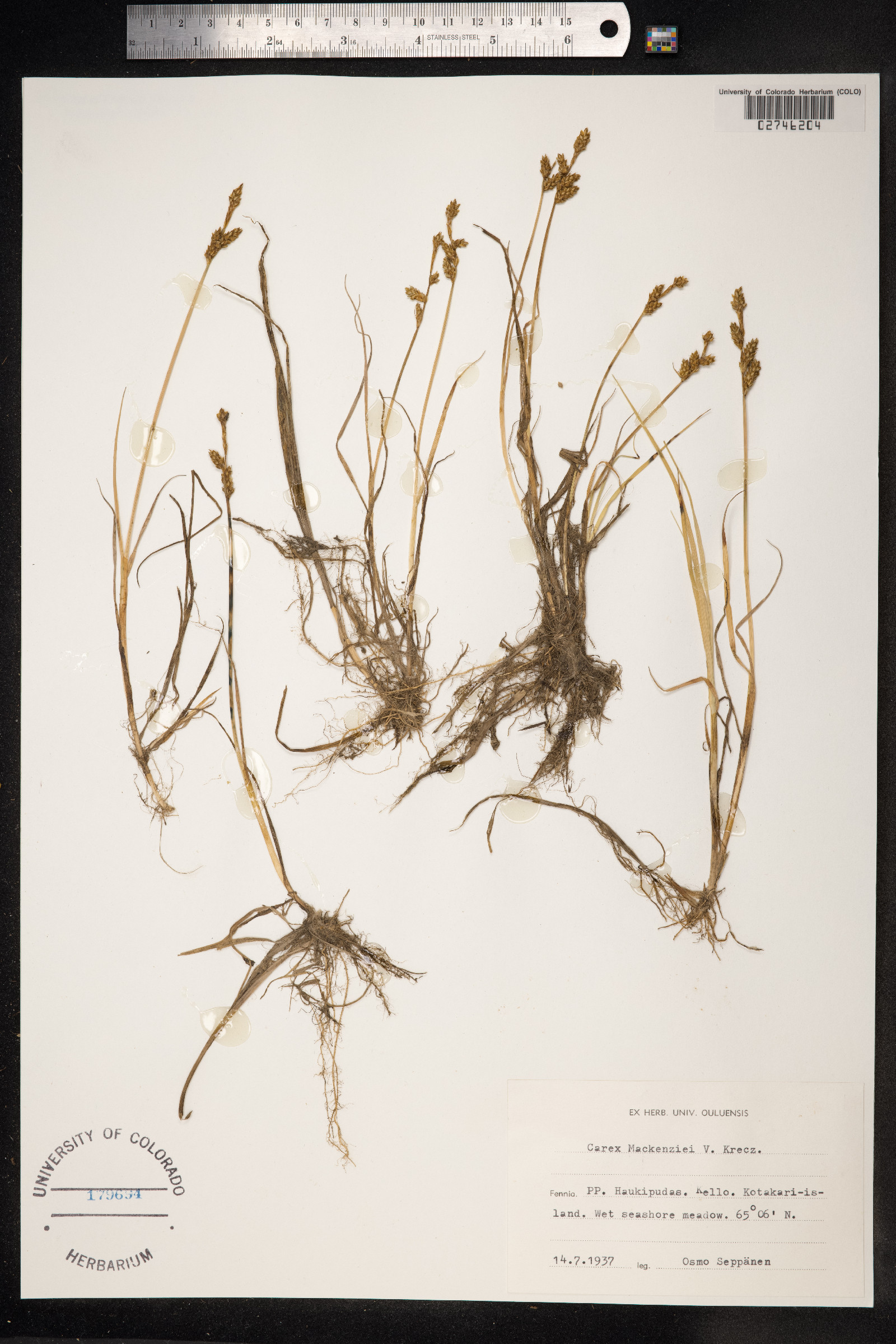 Carex mackenziei image