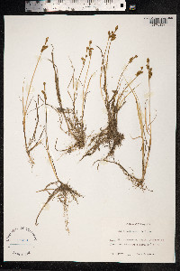 Carex mackenziei image