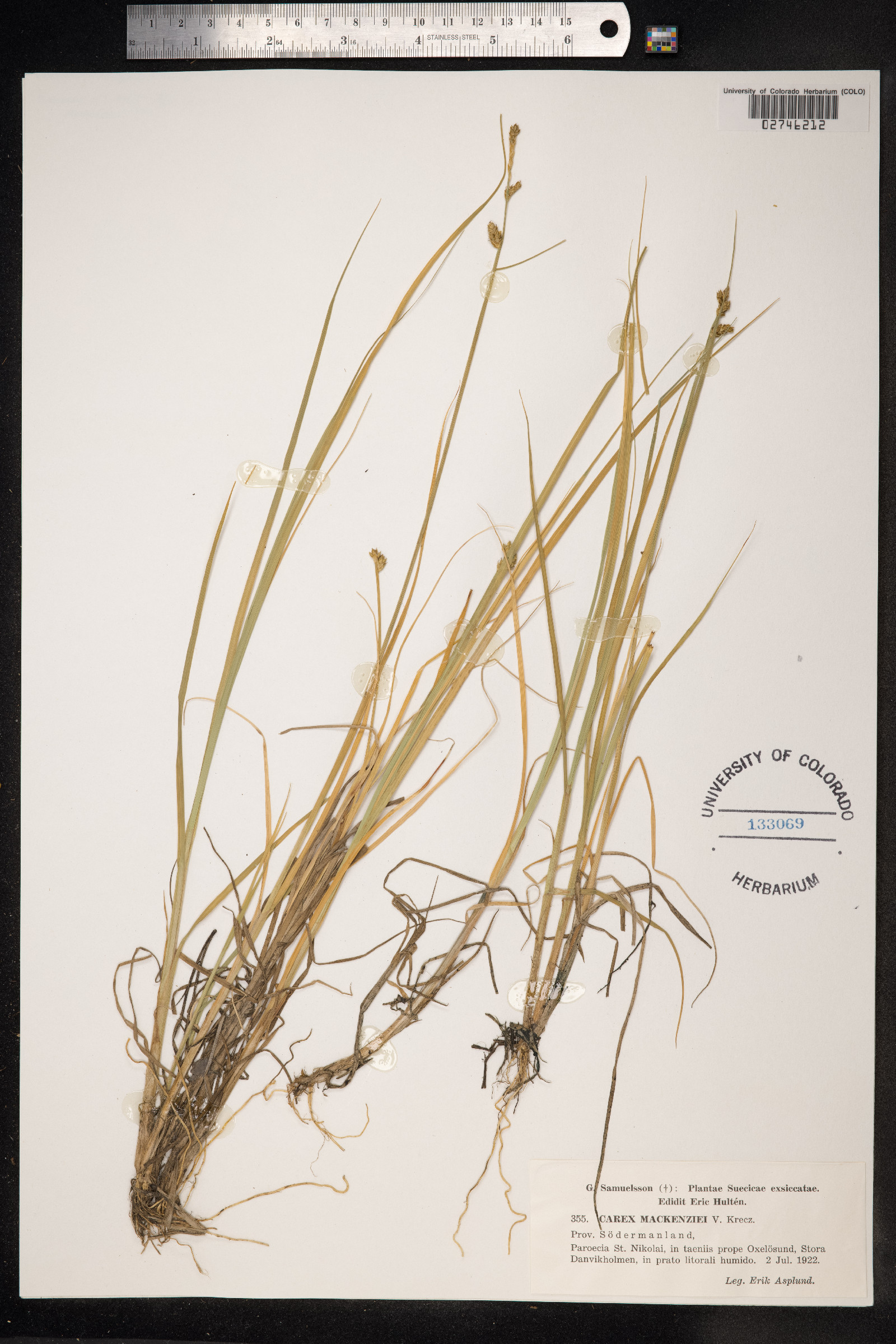 Carex mackenziei image