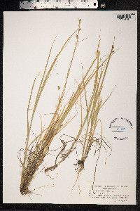 Carex mackenziei image