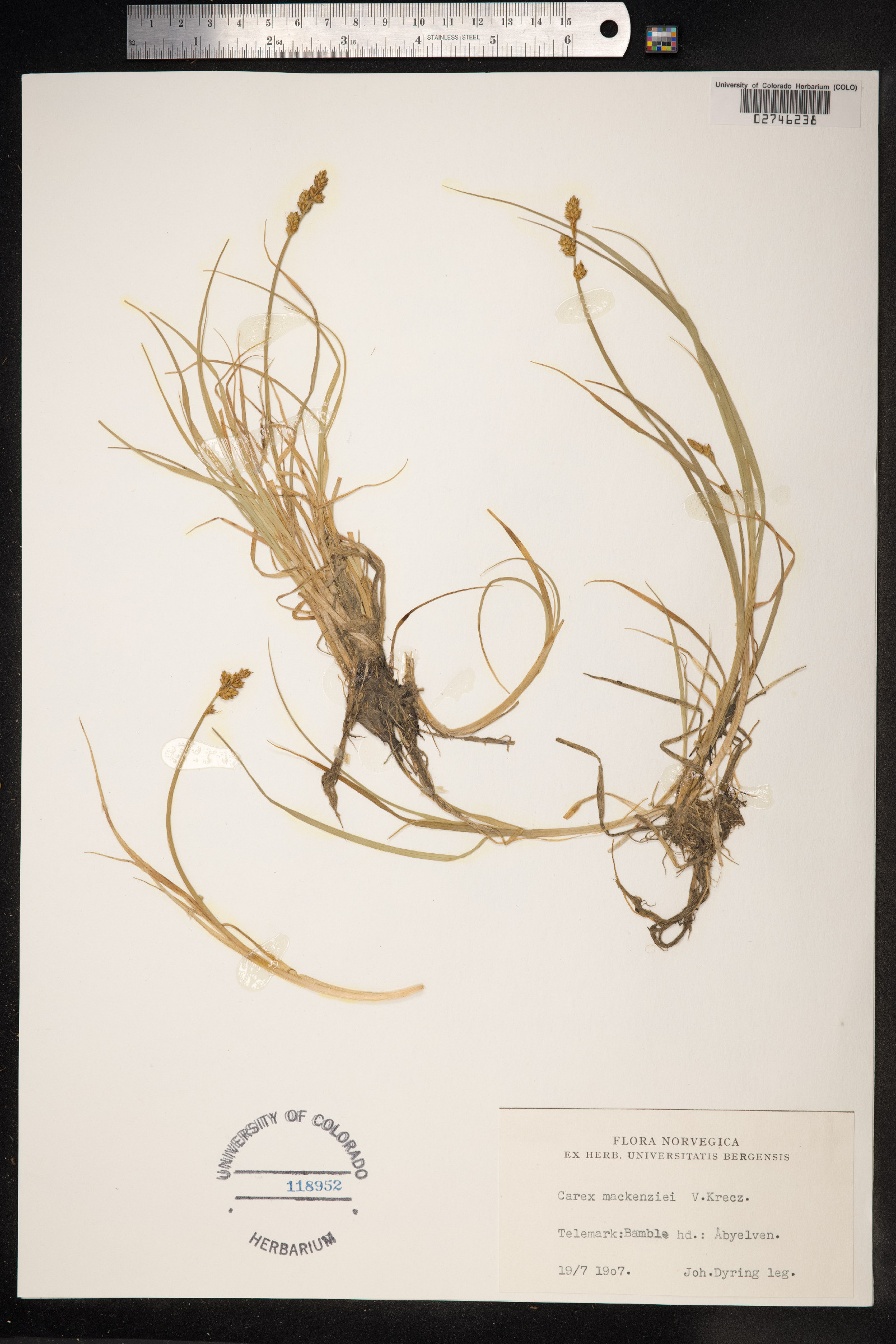 Carex mackenziei image