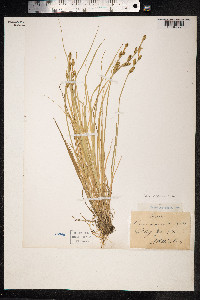 Carex mackenziei image