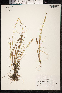 Carex mackenziei image