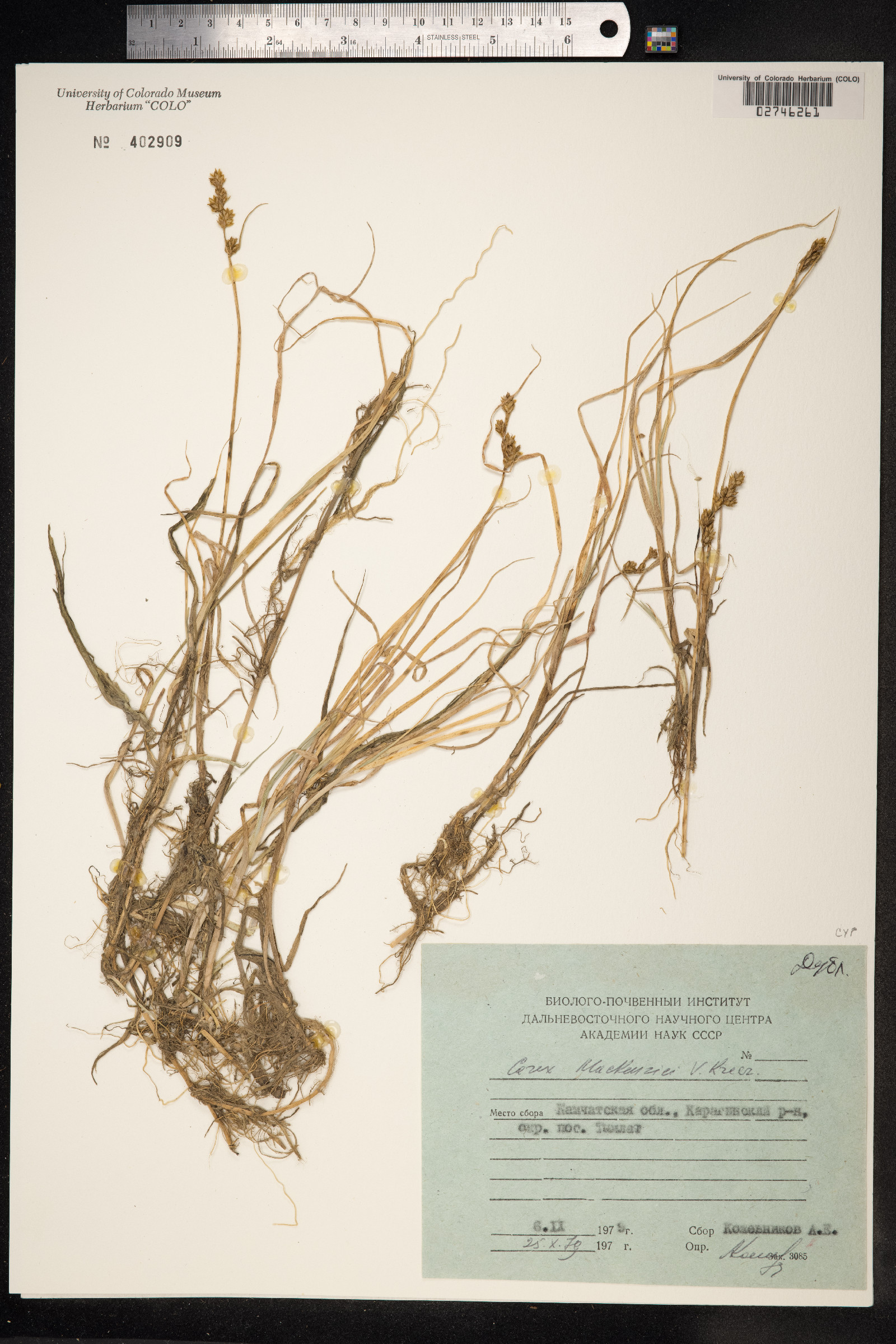 Carex mackenziei image