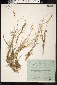 Carex mackenziei image