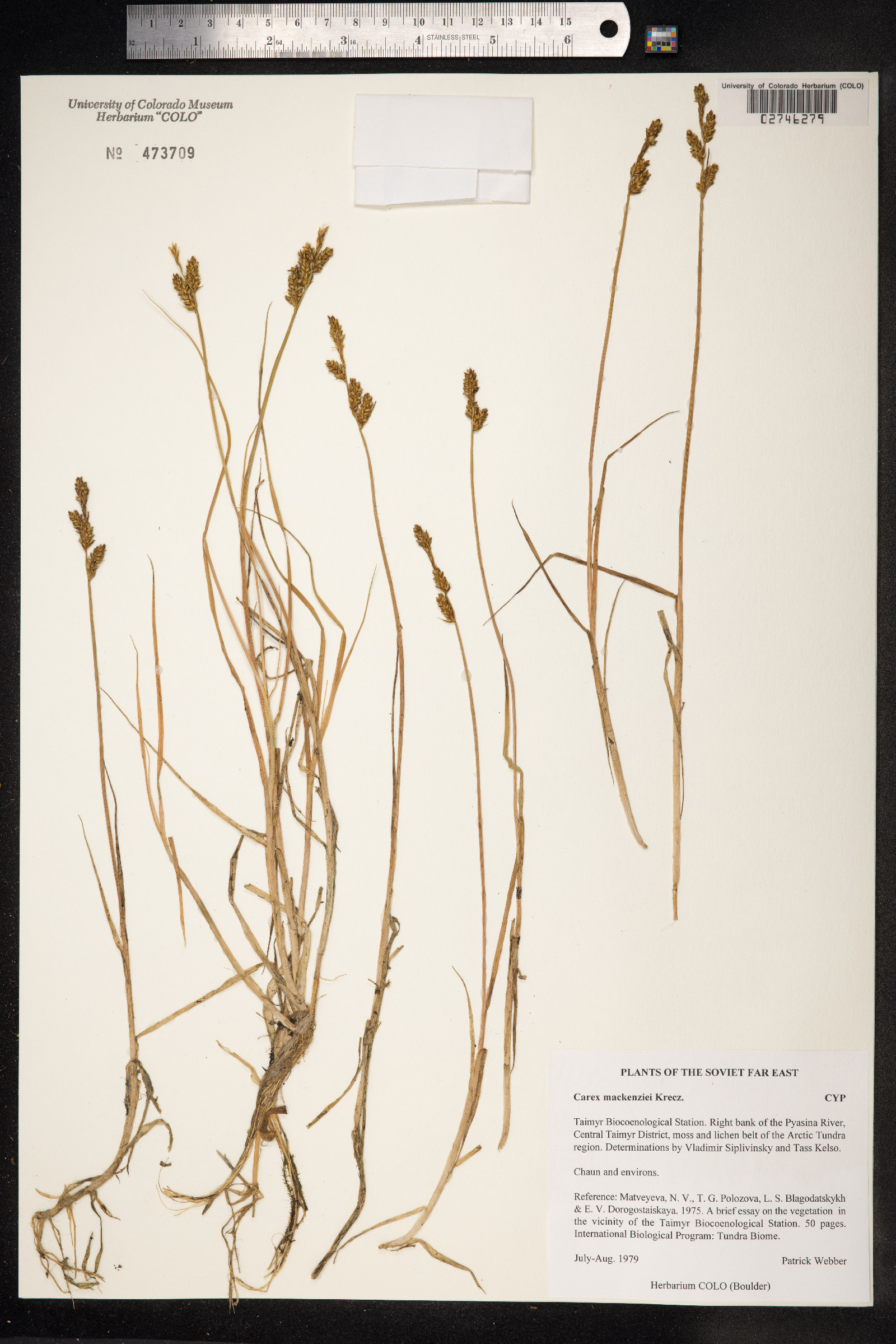 Carex mackenziei image
