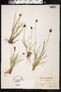 Carex macloviana image