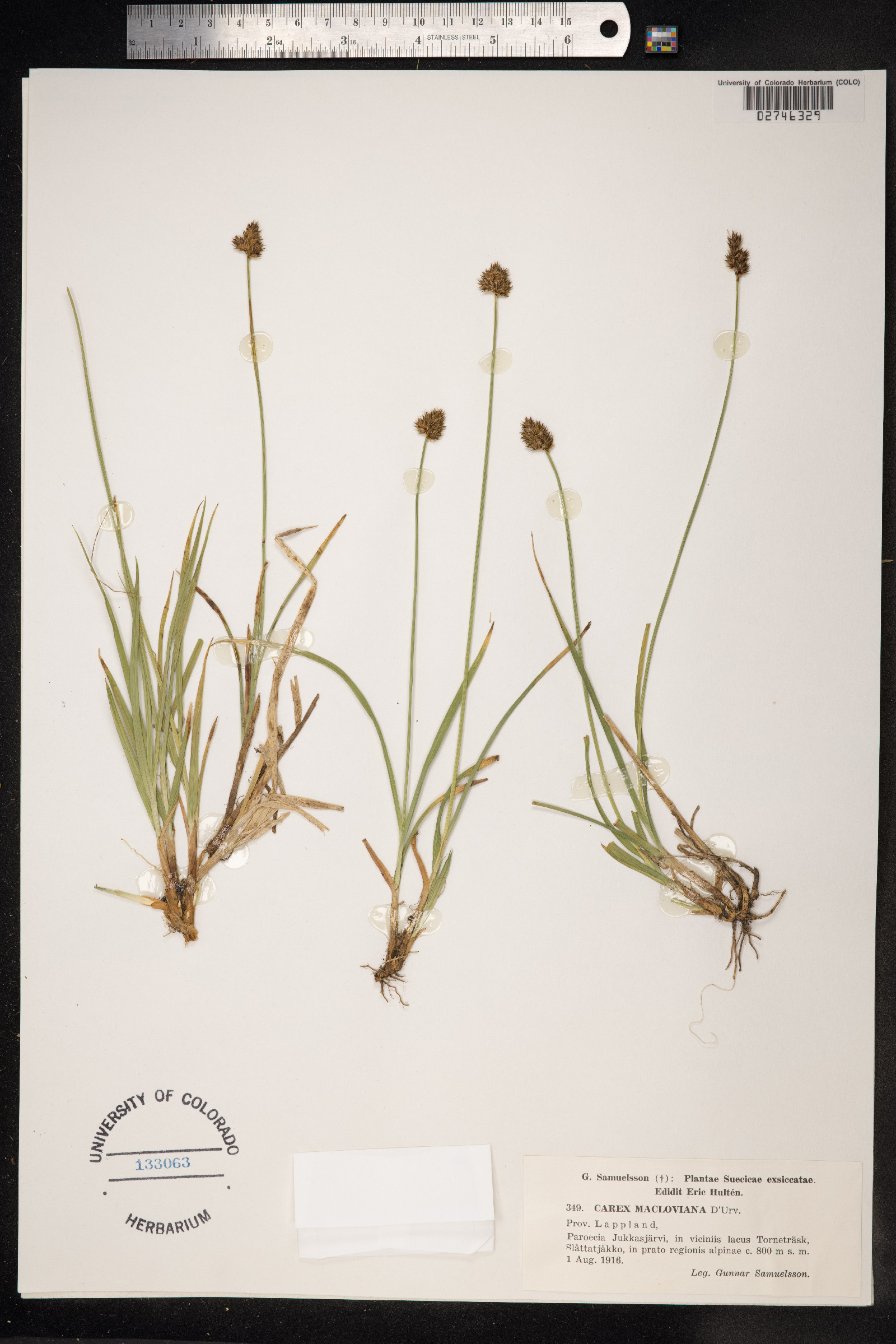 Carex macloviana image