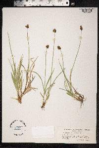 Carex macloviana image