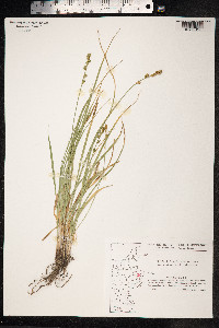 Carex echinata ssp. echinata image