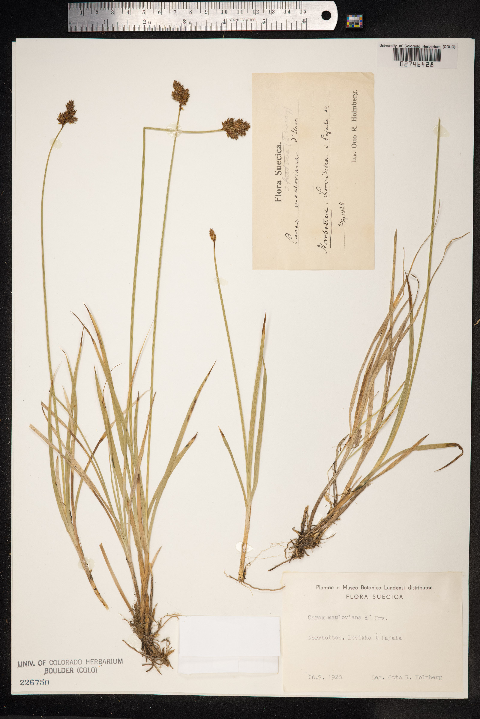 Carex macloviana image