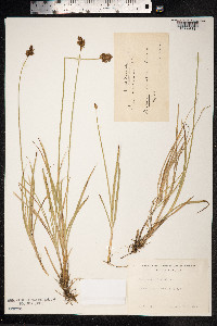 Carex macloviana image