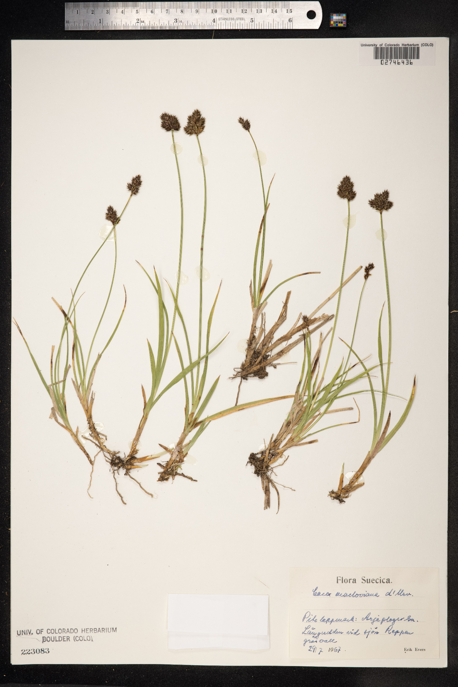 Carex macloviana image
