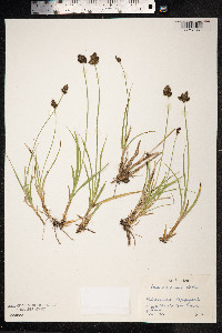 Carex macloviana image